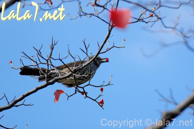 鳥が木の実をくわえている　秋冬